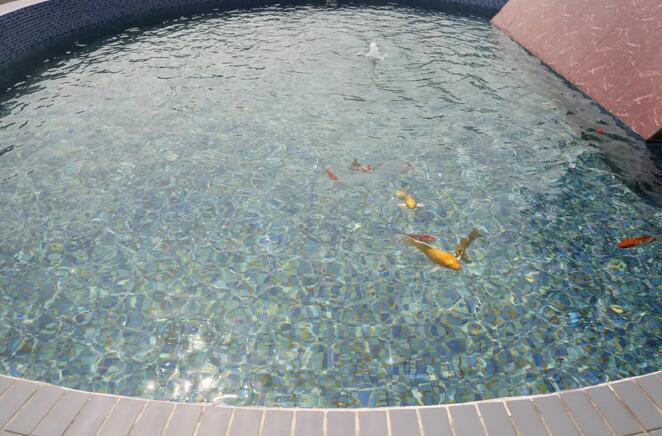 污水凈化后可養(yǎng)魚？這家污水處理廠真牛！-